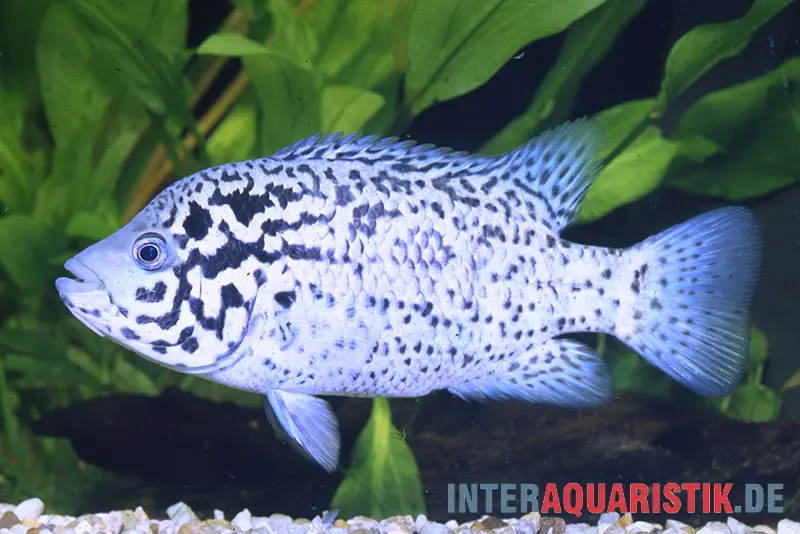 Cichlidé des Caraïbes, Nandopsis tetracanthus