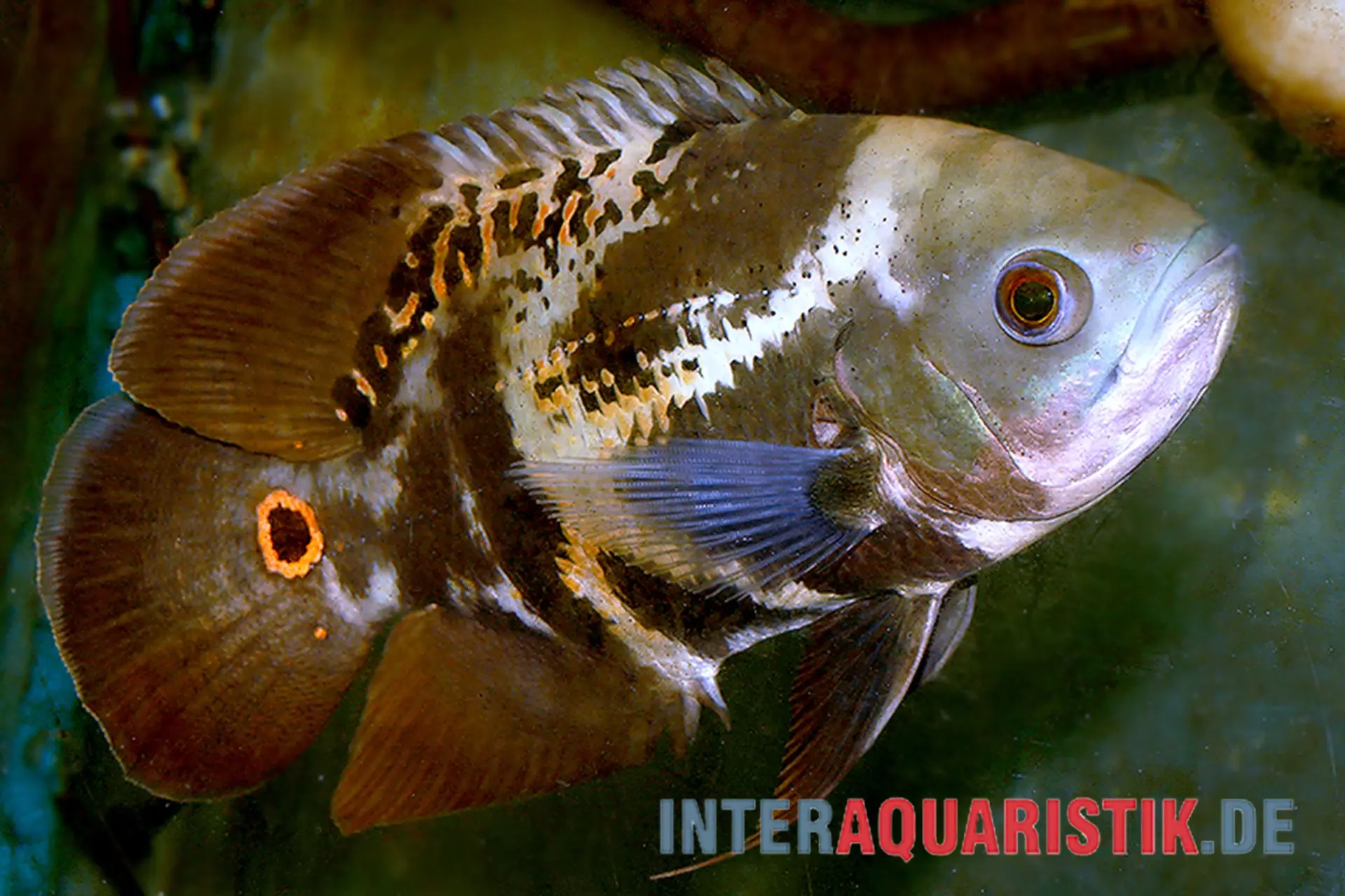 Oscar colombien, Astronotus mikoljii (sauvage)