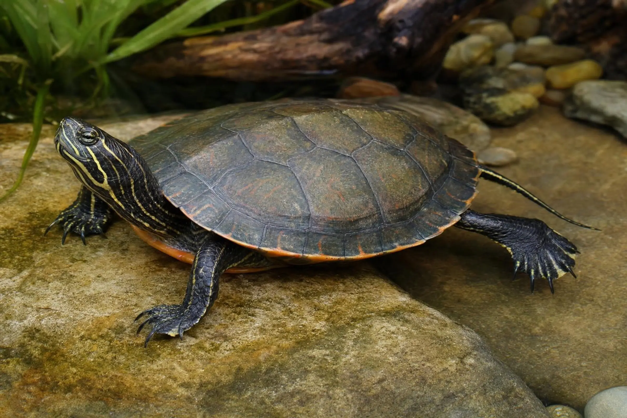 Tortue à ventre rouge d’Alabama, Pseudemys alabamensis