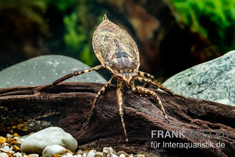 Punaise aquatique géante, Lethocerus africanus