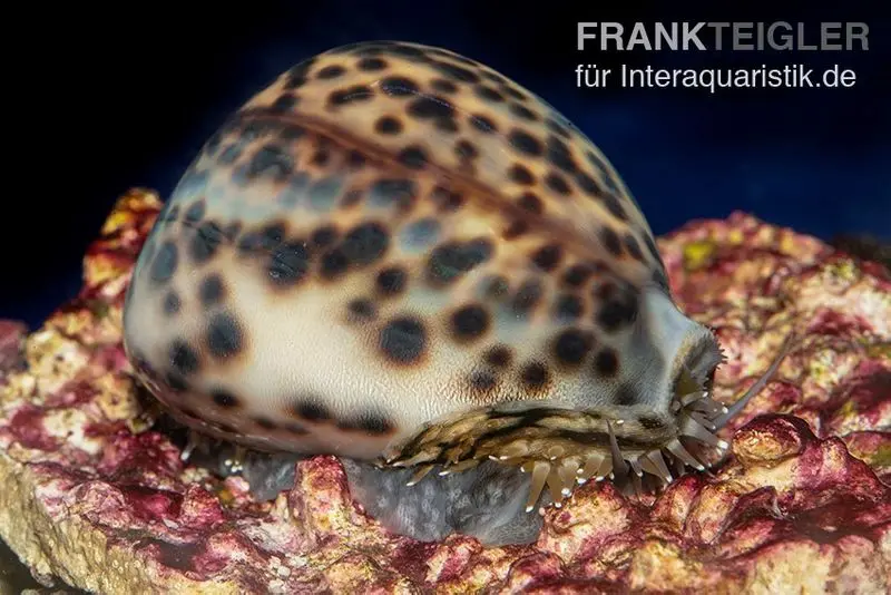 Porcelaine tigre, Cypraea tigris