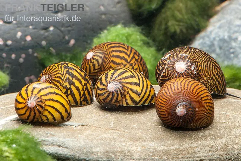 Escargot-nerite mosaïque, Neritina sp. mosaik