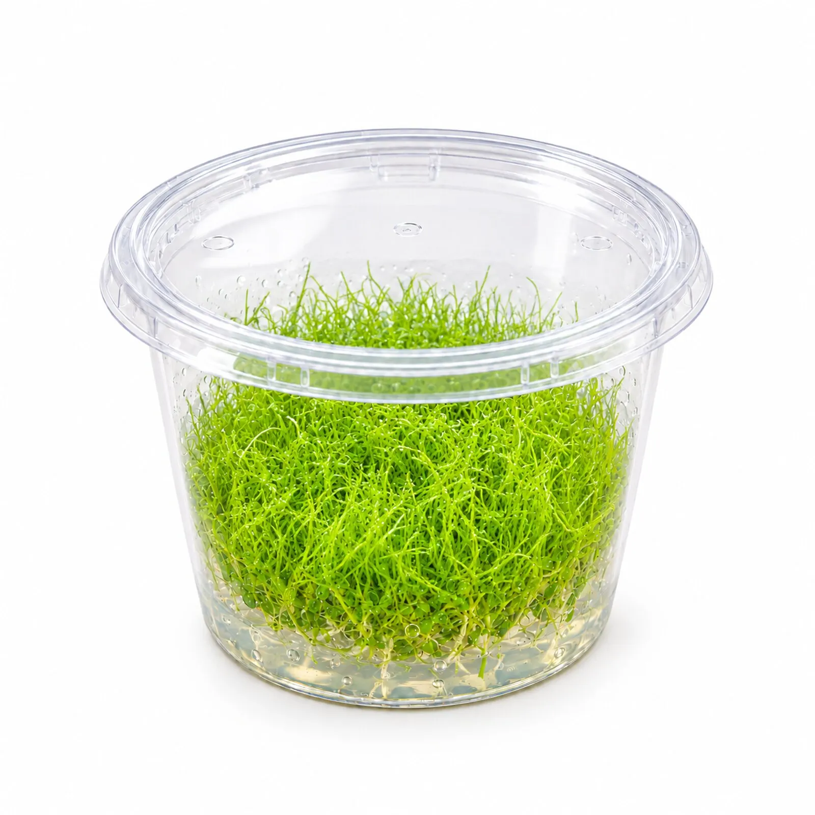 Petit utriculaire, Utricularia graminifolia, In Vitro