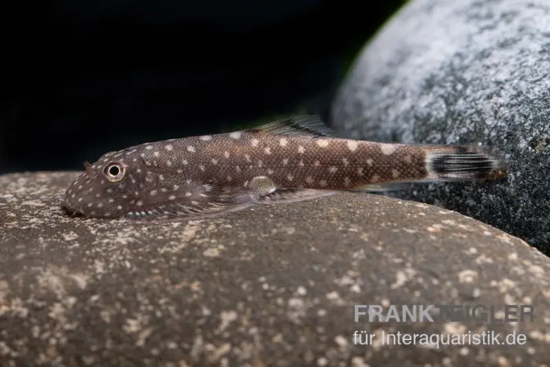 Petit gastromyzon de Bornéo, Pseudogastromyzon ctenocephalus