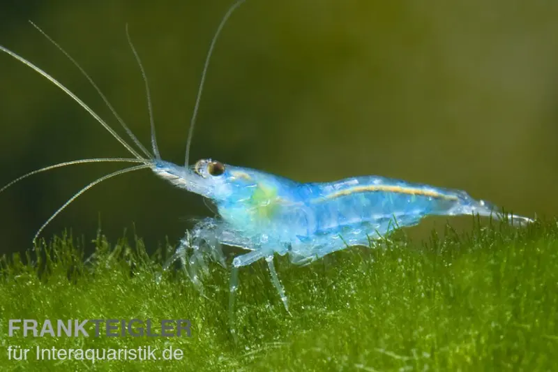 Crevette Blue Jelly, Neocaridina davidi « Blue Jelly »