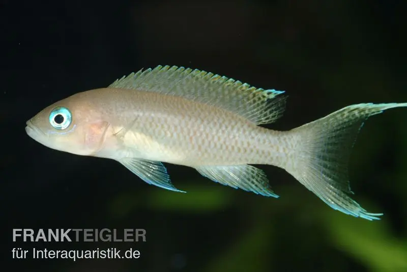 Cichlidé gracilis, Neolamprologus gracilis, 4-5 cm élevage allemand