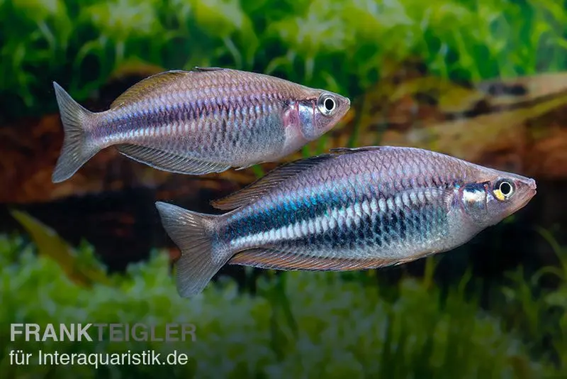 Poisson-arc-en-ciel de la rivière Dansari, Melanotaenia affinis « Dansari River »