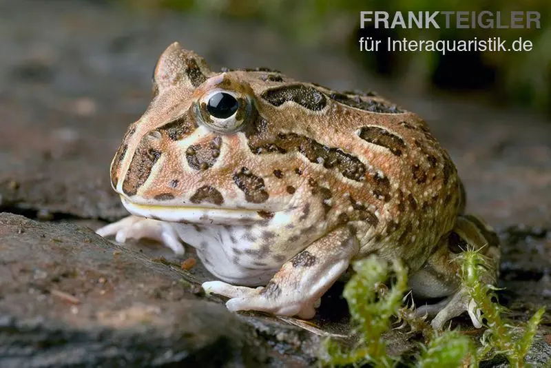 Grenouille Pacman chocolat, Ceratophrys cranwelli chocolate
