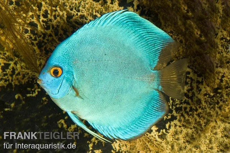 Discus élevage asiatique, Symphysodon discus Cobalt Blue