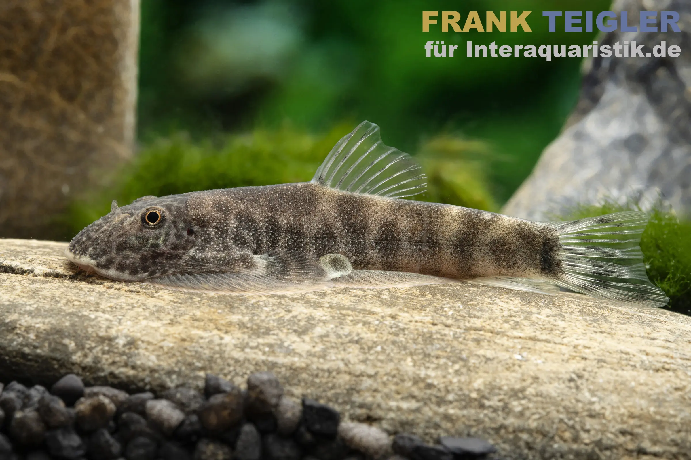 Loche de ruisseau psiloetron, Gastromyzon psiloetron (PRIX)