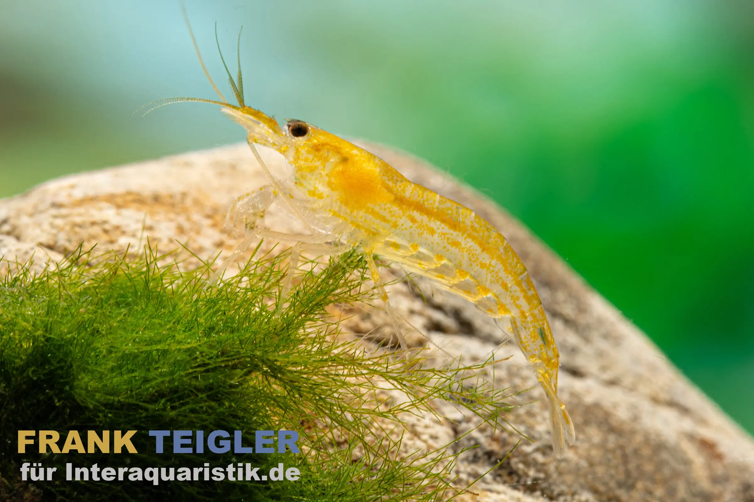 Crevette Amano jaune citron, Caridina multidentata « Yellow »