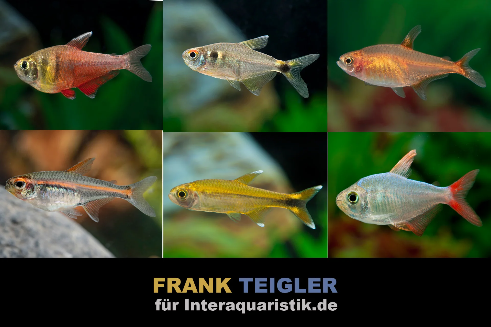 Assortiment de tétras sud-américains