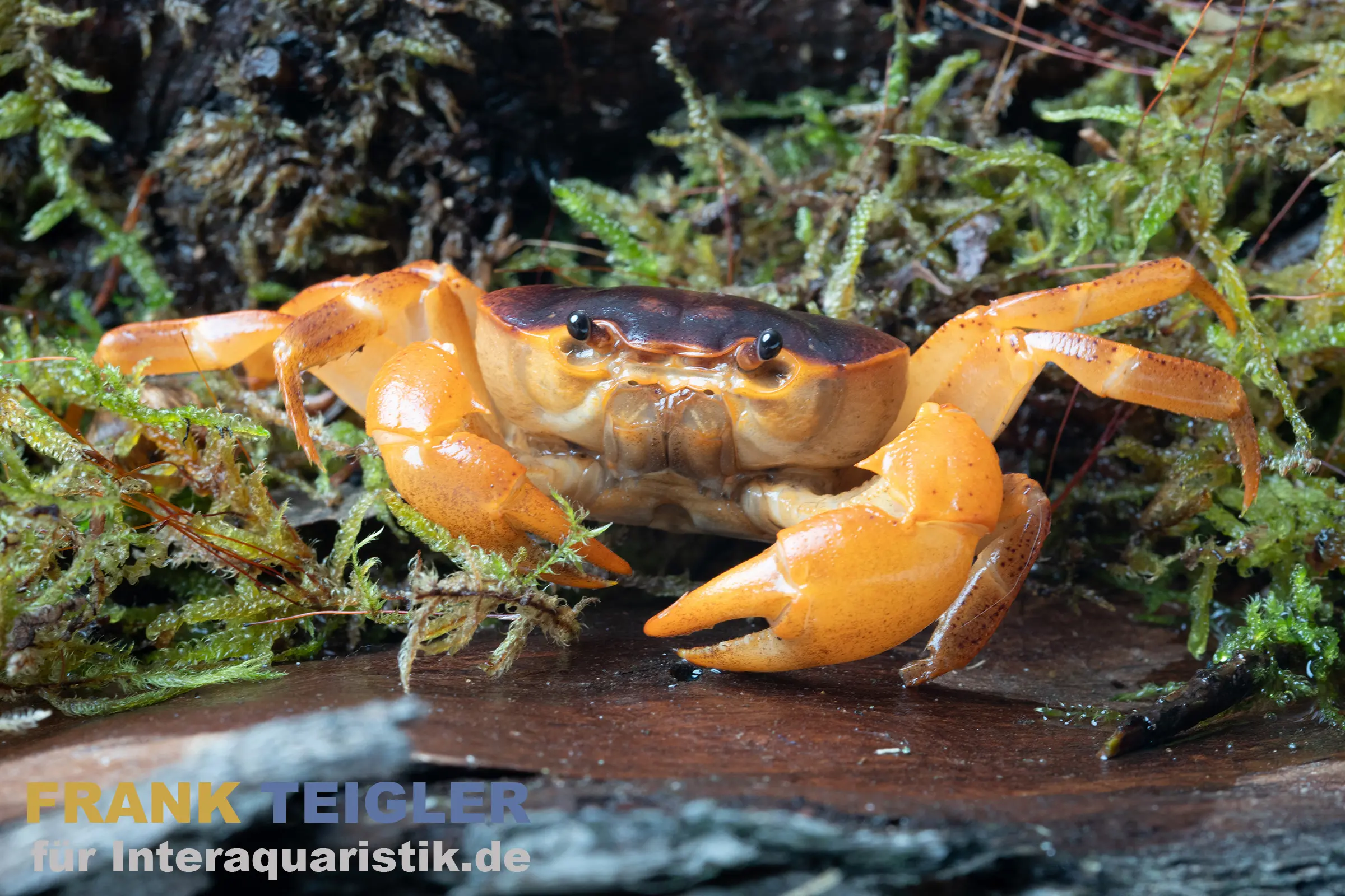 Crabe orange, Sundathelphusa sp. "orange" 