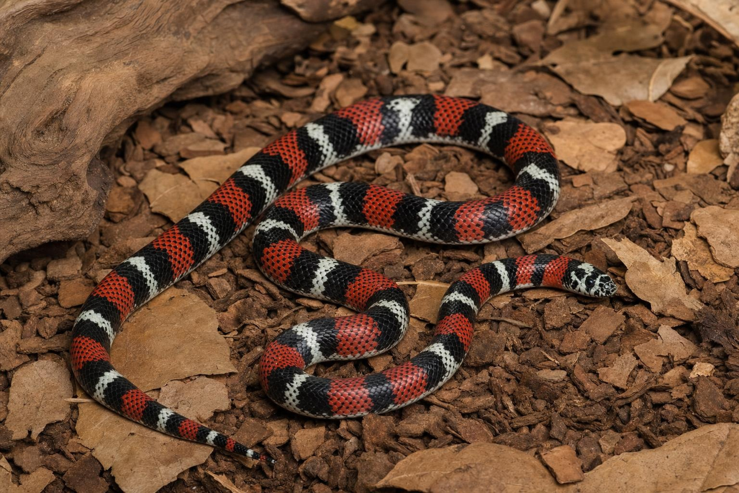 Couleuvre à nez crochu tricolore, Xenodon pulcher