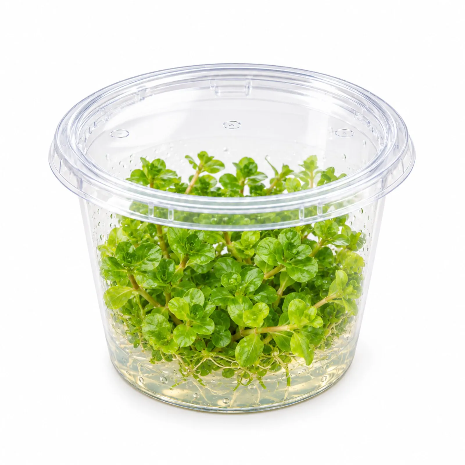 Rotala verte à feuilles rondes, Rotala rotundifolia green, In Vitro