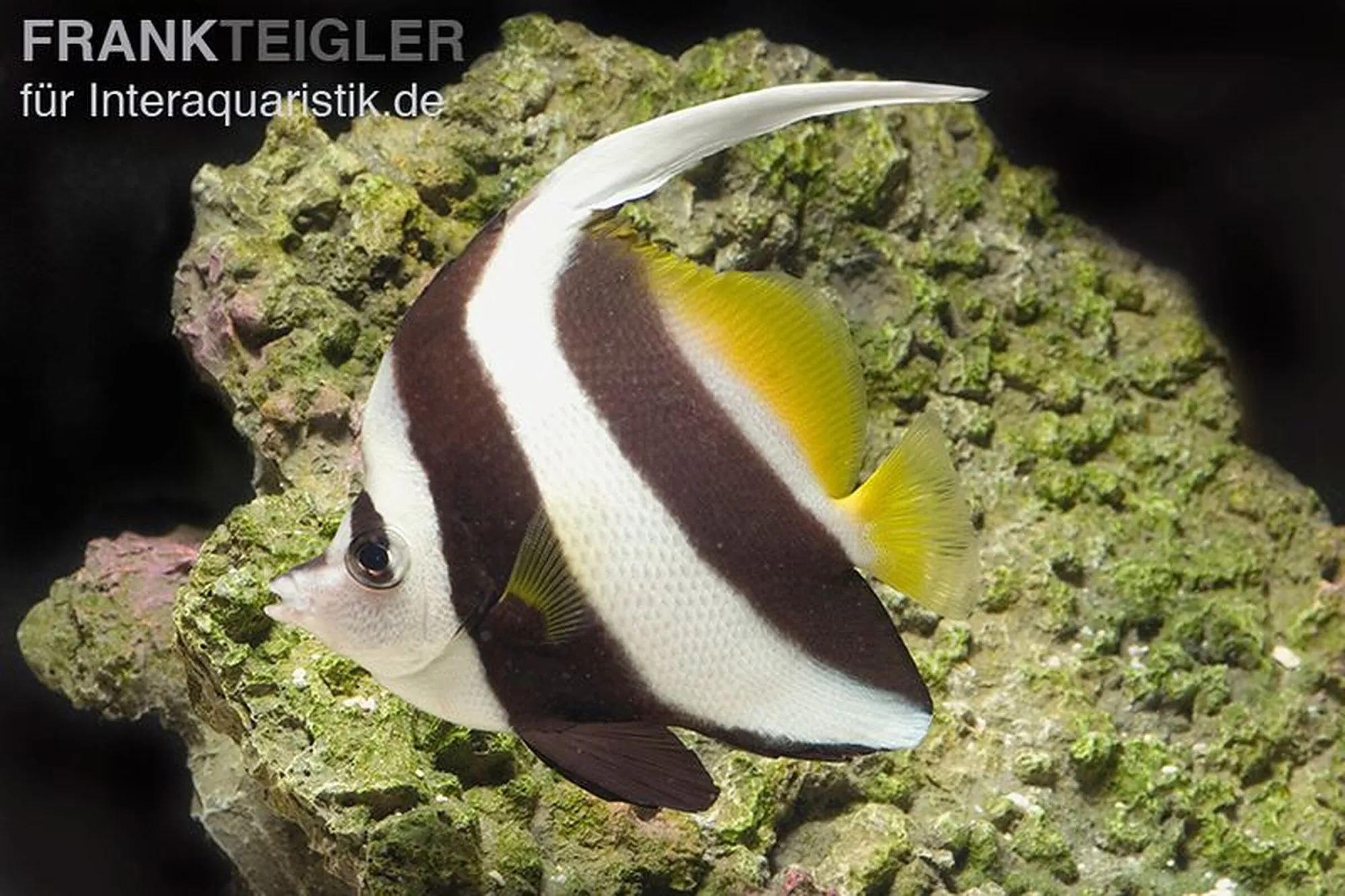Gemeiner Wimpelfisch, Heniochus acuminatus, ca. 6,0-8,0 cm