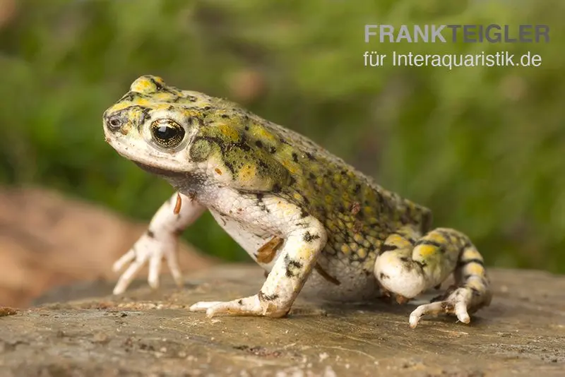 Crapaud nain vert, Bufo debilis