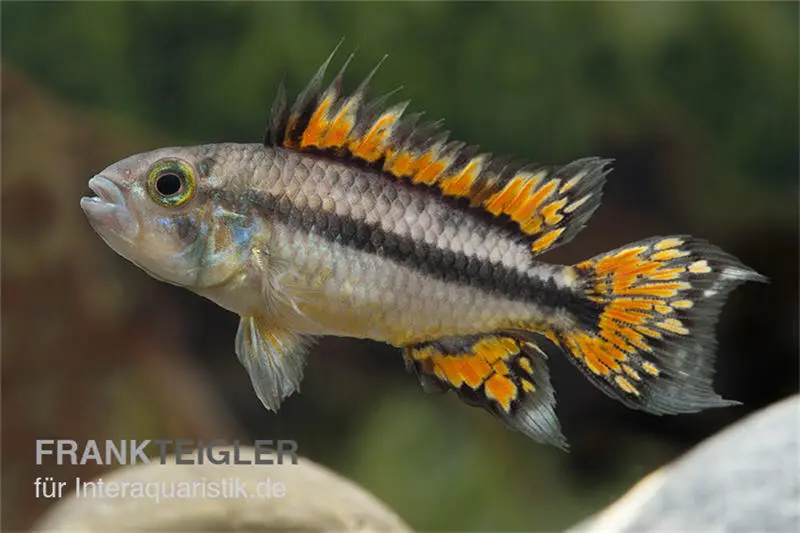 Cichlidé nain cacatoès double rouge, Apistogramma cacatuoides, par couple