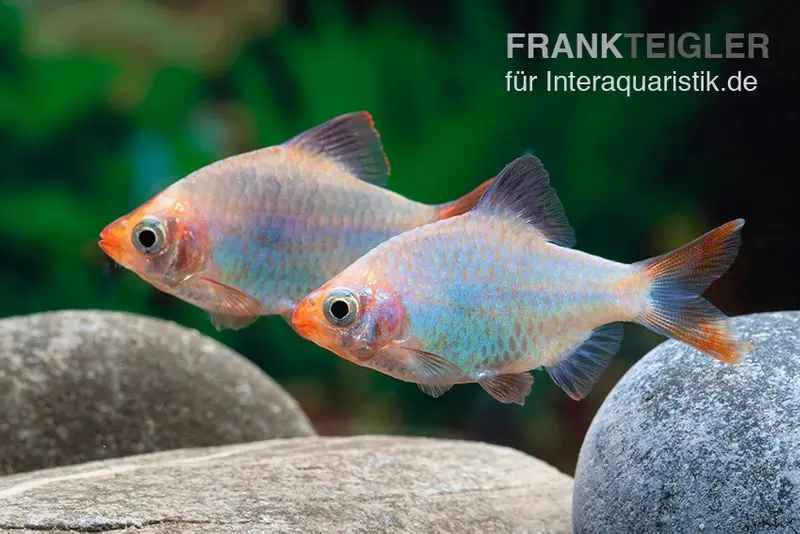 Barbus de Sumatra cobalt, Barbus tetrazona