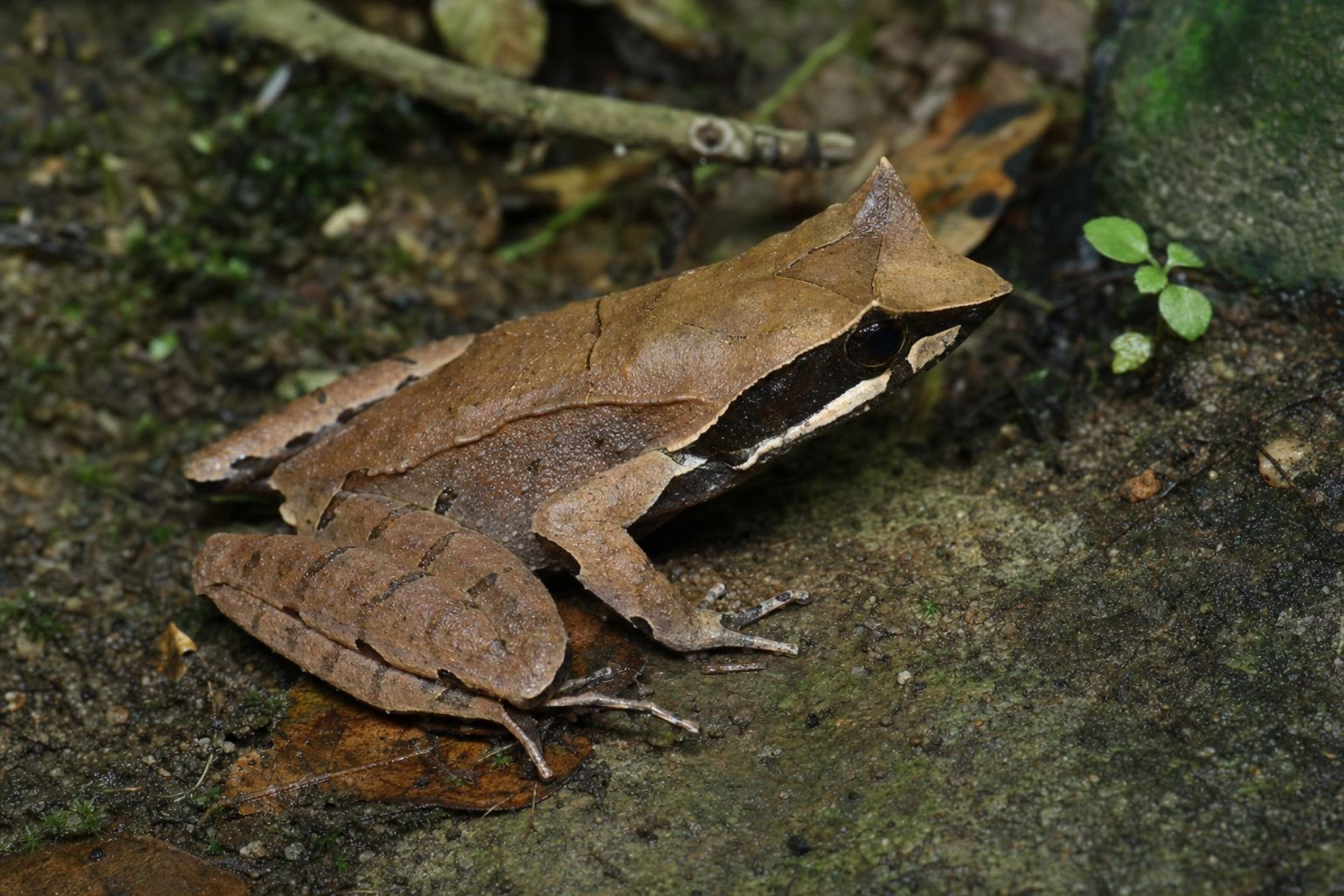Crapaud cornu à lèvres blanches de Jerdon, Xenophrys major
