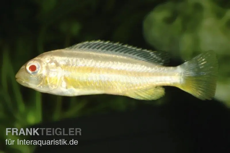 Cichlidé turquoise-or, Melanochromis auratus « Albino », né en captivité, 4-5 cm