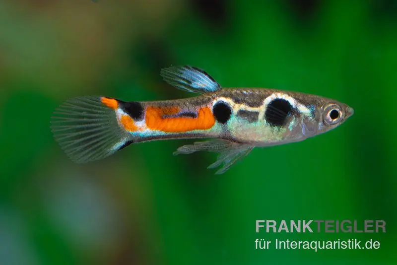 Guppy Endler Trois-points, Poecilia wingei, élevage allemand, par paire