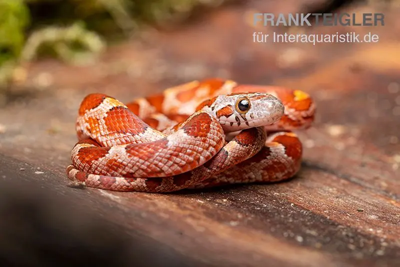 Serpent des blés, Pantherophis guttatus BLOODER
