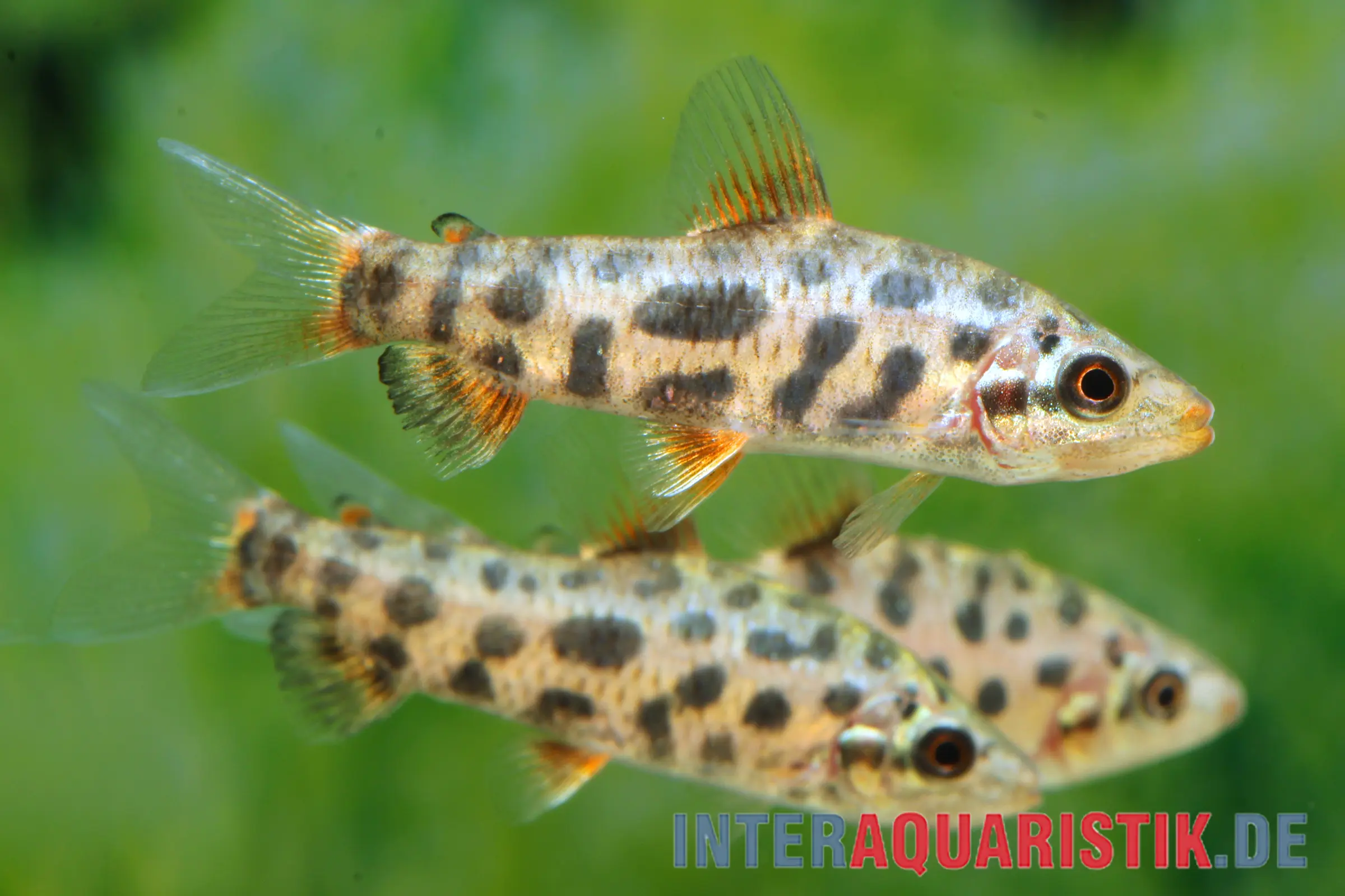 Leporinus fraise, Leporinus sp. « Strawberry »