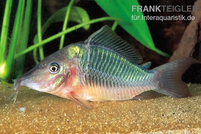 Corydoras à museau pointu, Brochis multiradiatus
