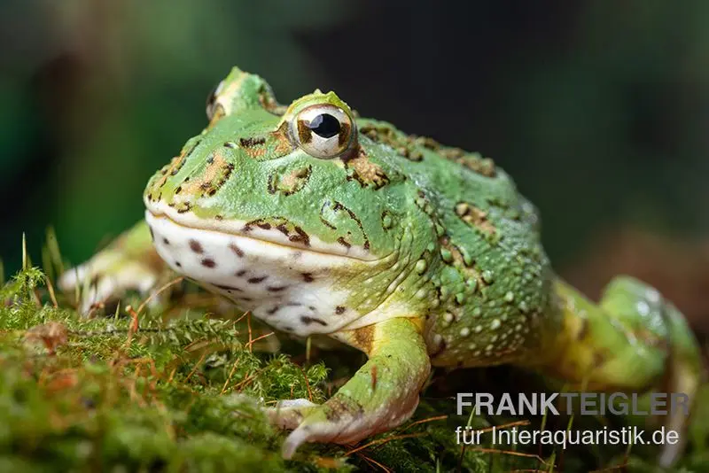 Grenouille Pacman Samurai blue, Ceratophrys cranwelli « Samurai blue »