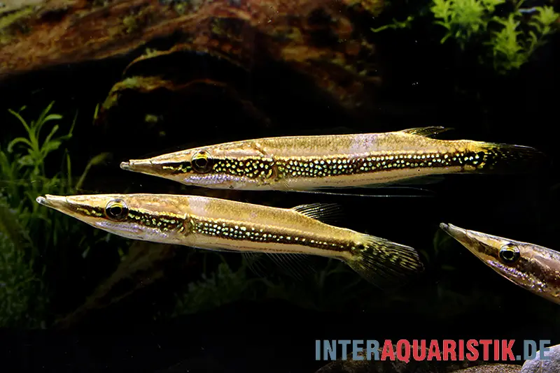Tête-de-brochet diamant, Luciocephalus aura