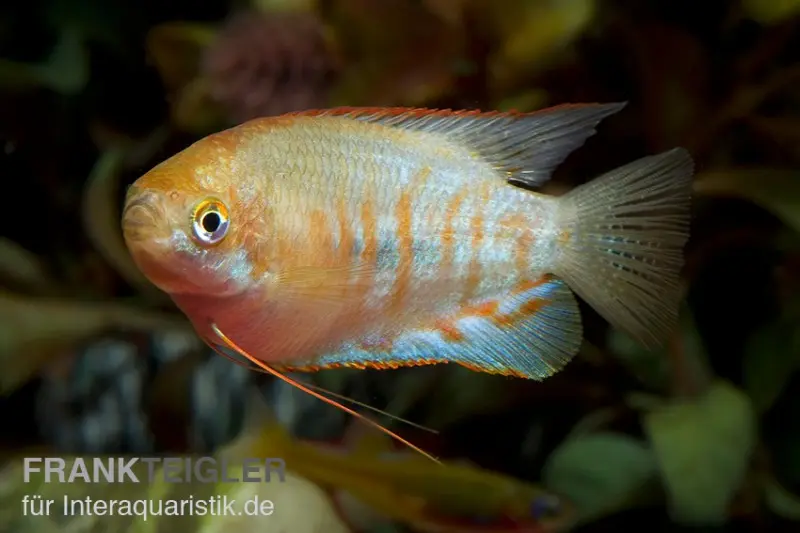 Gourami rayé, Colisa fasciata, 4-5 cm