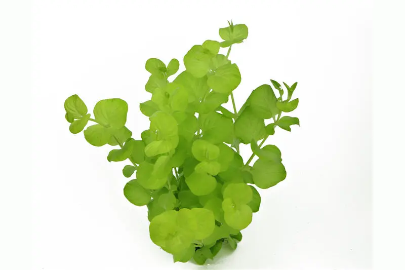 Lysimaque nummulaire jaune, Lysimachia nummularia Aurea, botte