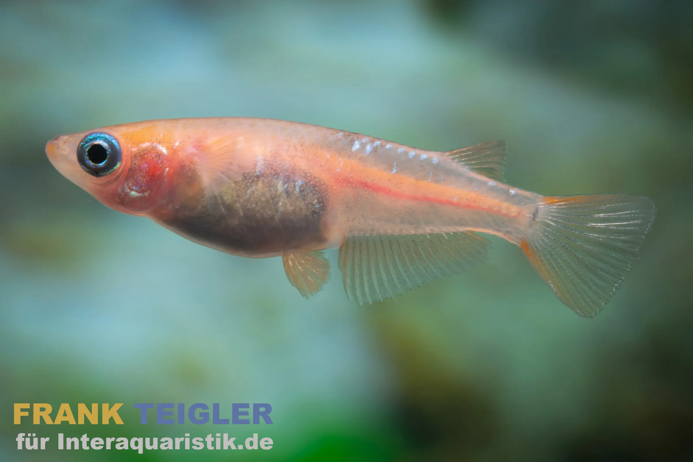 Medaka bleu tacheté, Oryzias latipes Blue Sparkled