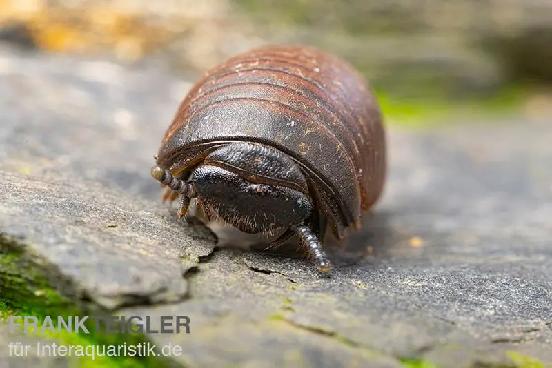 Iule géant, Castanotherium sp. Indonésie 1