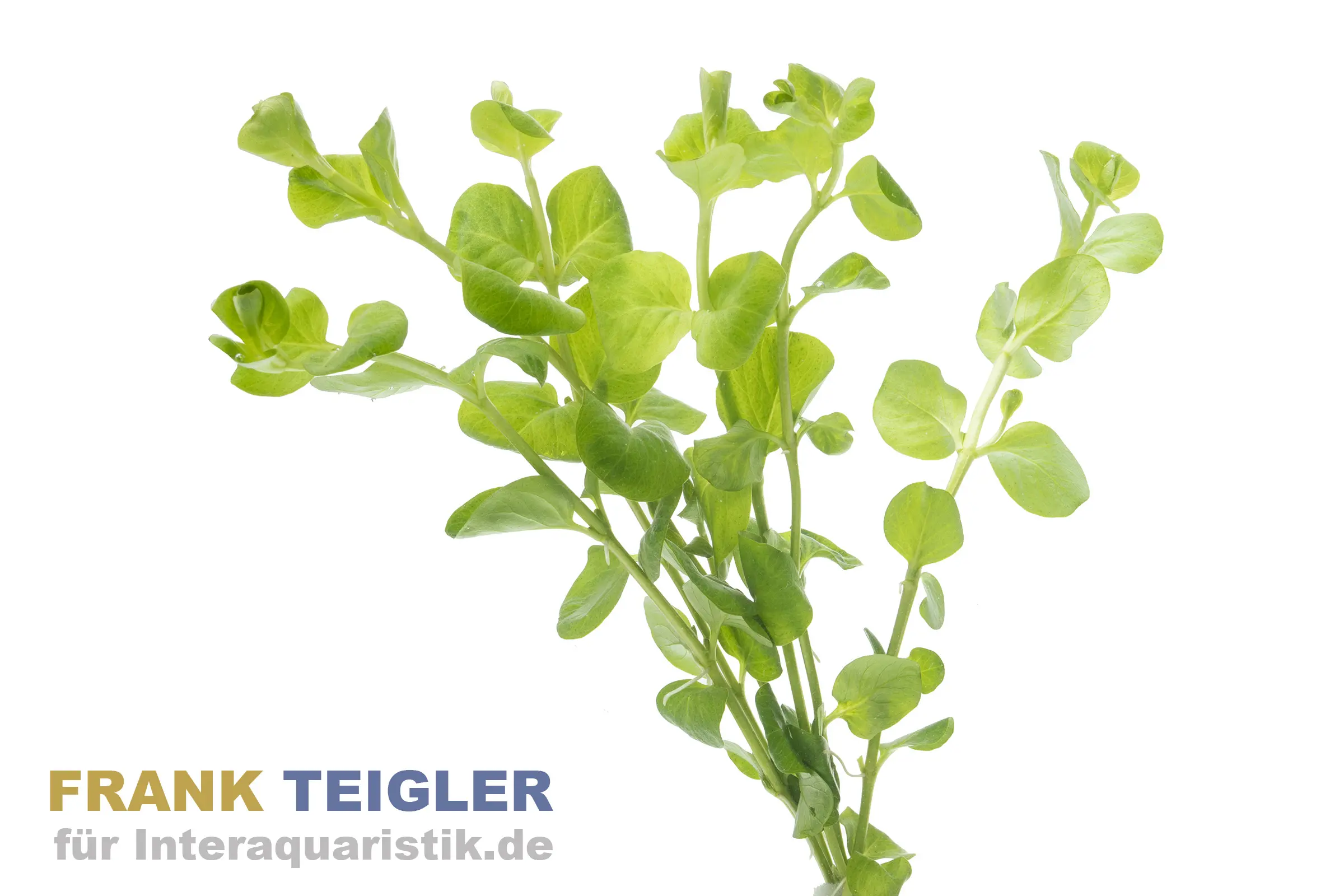 Lysimaque nummulaire, Lysimachia nummularia, botte
