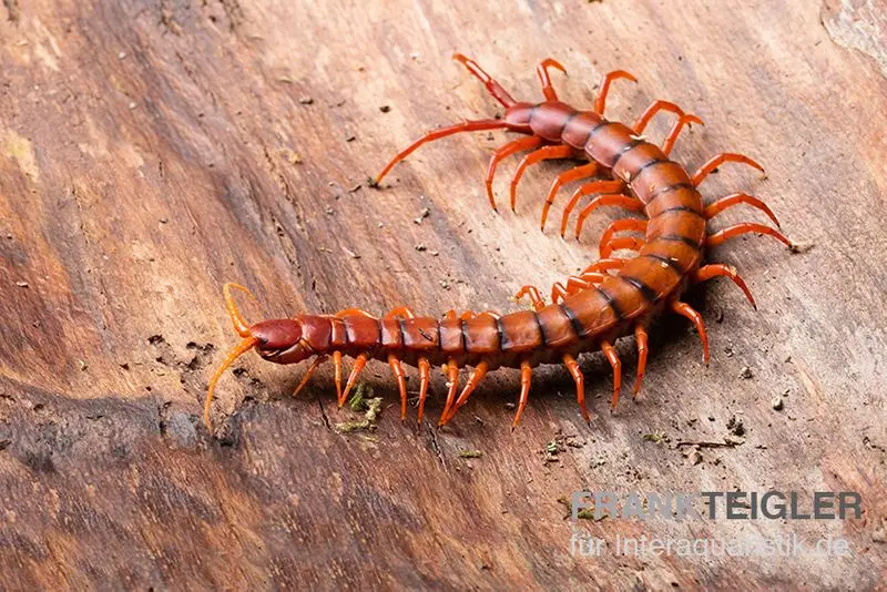 Mille-pattes, Scolopendra subspinipes « Malay Red Cherry »
