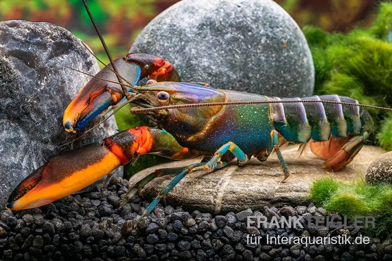 Écrevisse tigre aux pinces rouges bleue, Cherax alyciae « Blue Kong Red Claw »