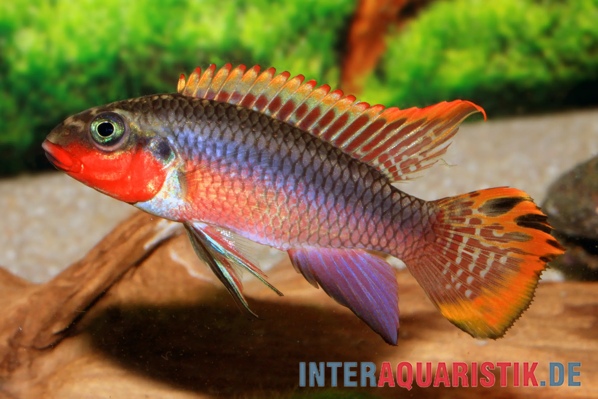 Cichlidé joyau émeraude, Pelvicachromis taeniatus Nigeria Red