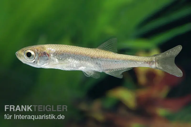 Able de Heckel, Leucaspius delineatus, DNZ (élevage allemand), 3-7 cm (eau froide)