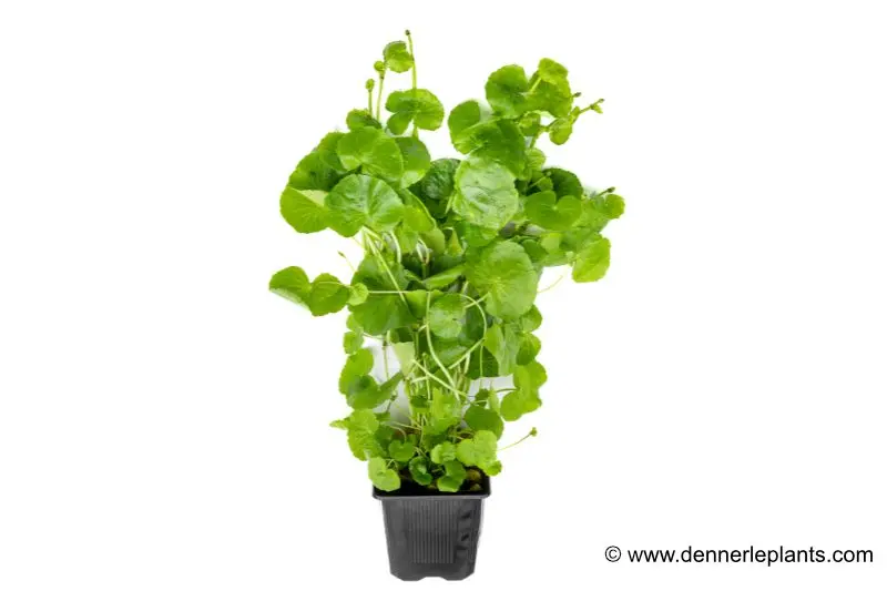 Ombelle d’eau du Brésil, Hydrocotyle leucocephala, plante XXL, plante mère