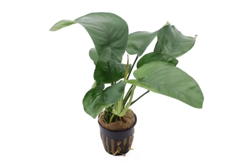 Anubias à larges feuilles, Anubias barteri, pot XL, plante mère