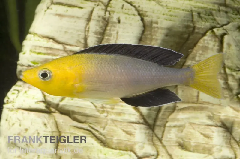 Cichlidé-hareng bleu, Cyprichromis leptosoma « Tricolor », élevage allemand