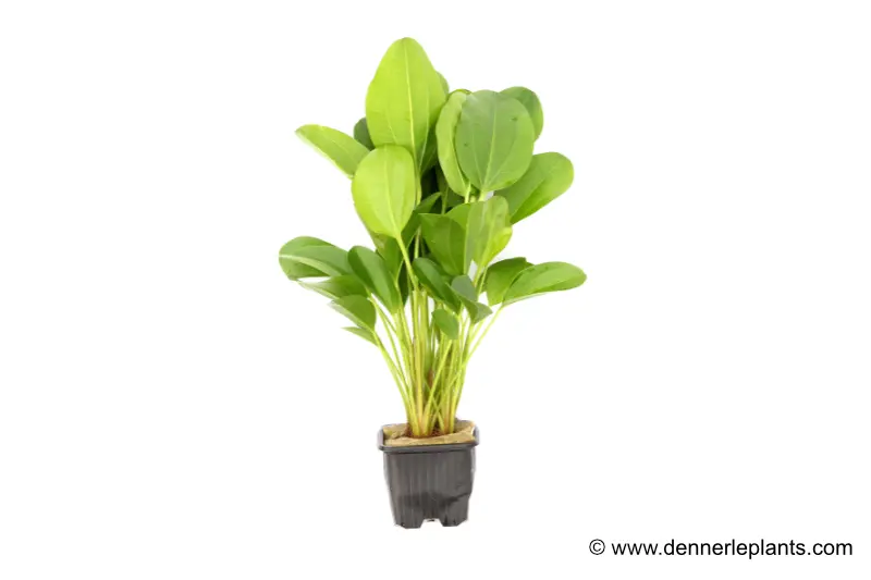 Echinodorus « Kleiner Bär », pot XL, plante mère