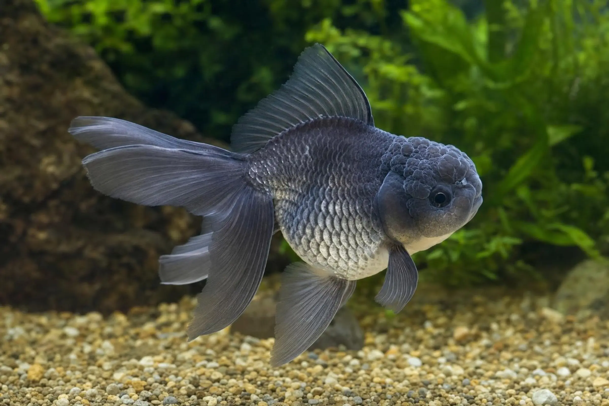Oranda bleu, Carassius auratus (eau froide), différentes tailles