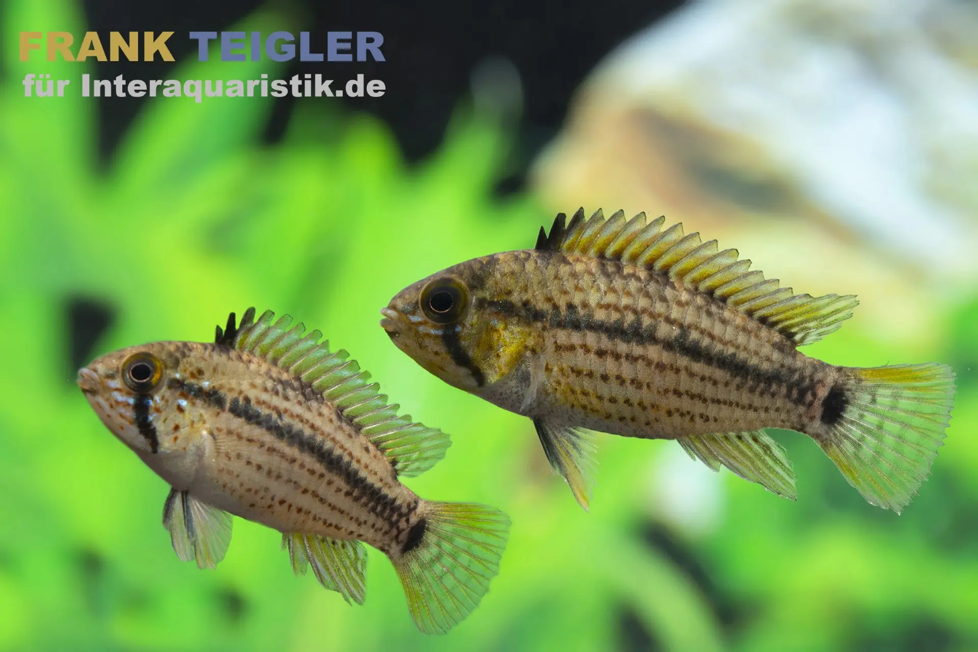 Cichlidé nain de Tucurui, Apistogramma tucurui