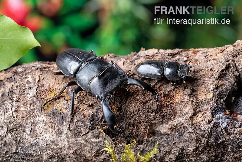 Lucane Bucephalus, Dorcus bucephalus