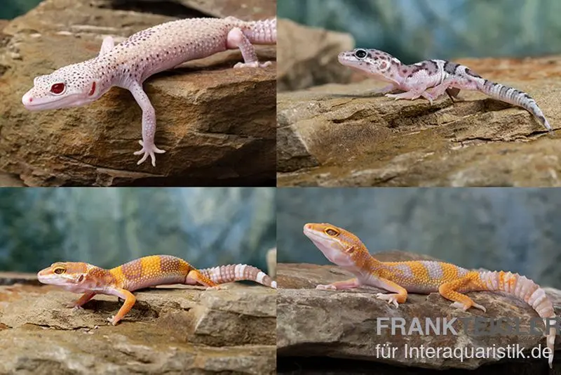 Gecko léopard mélange de couleurs, Eublepharis macularius