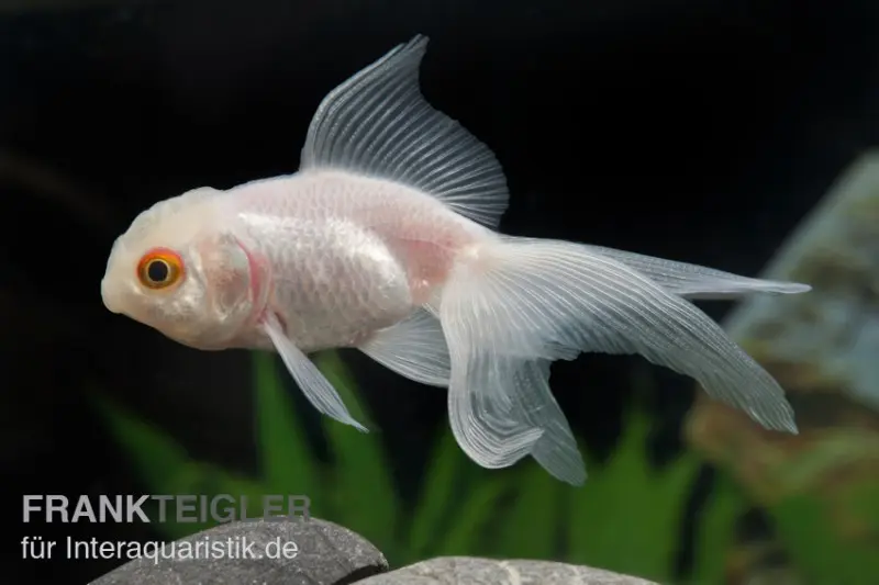 Oranda blanc, Carassius auratus (eau froide)