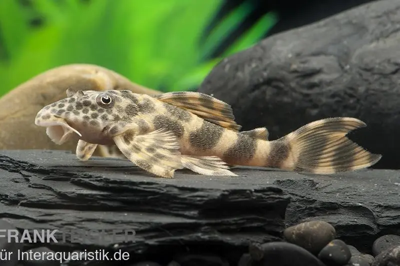 Loricariidé splendide nain, L387, Ancistomus sp.
